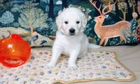 Bishop, a male English Cream Golden Retriever for sale in Aliquippa, PA – 8 of 8