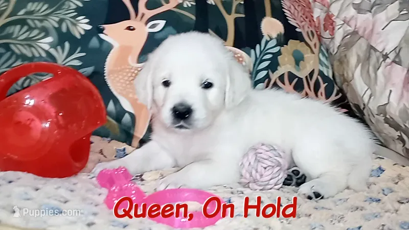 Queen – English Cream Golden Retriever puppy on hold in Aliquippa, PA