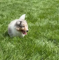 Leyland, a male Shetland Sheepdog for sale in Aliquippa, PA – 4 of 10
