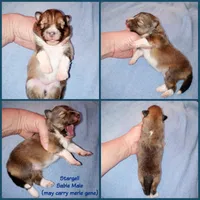 Stargell, a male Shetland Sheepdog for sale in Aliquippa, PA – 6 of 6