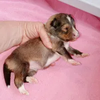 Tsunami, a female Shetland Sheepdog for sale in Aliquippa, PA – 2 of 5