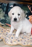 Pawn, a female English Cream Golden Retriever for sale in Aliquippa, PA – 10 of 10