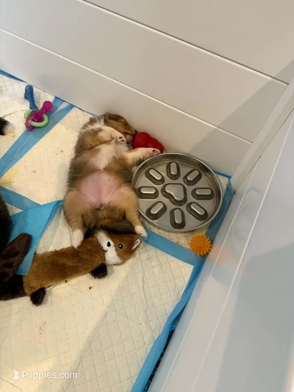 Charlotte – Shetland Sheepdog puppy on hold in Aliquippa, PA