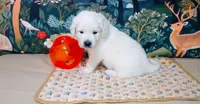 King, a male English Cream Golden Retriever for sale in Aliquippa, PA – 10 of 10