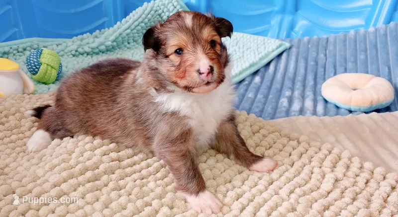 Tsunami – Shetland Sheepdog puppy for sale in Aliquippa, PA
