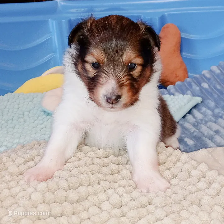 Marina – Shetland Sheepdog puppy for sale in Aliquippa, PA