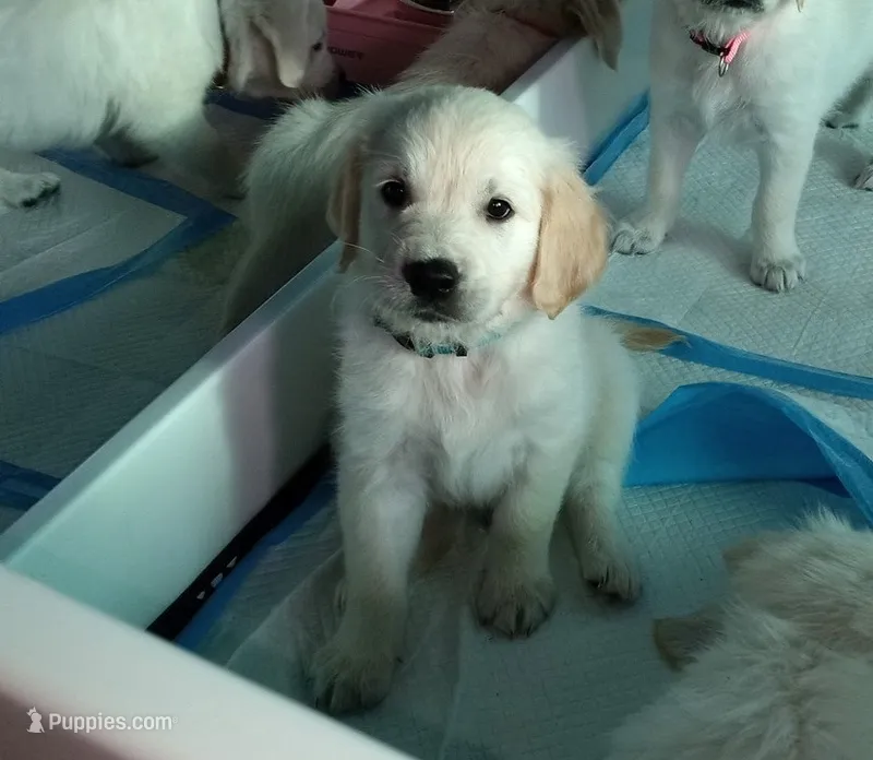 Gambit – English Cream Golden Retriever puppy for sale in Aliquippa, PA