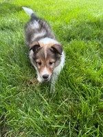 Coral, a female Shetland Sheepdog for sale in Aliquippa, PA – 2 of 10