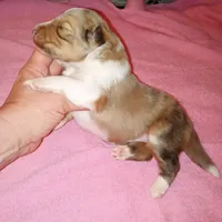 Charlotte, a female Shetland Sheepdog for sale in Aliquippa, PA – 3 of 5
