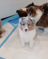 Leyland, a male Shetland Sheepdog for sale in Aliquippa, PA – 2 of 10