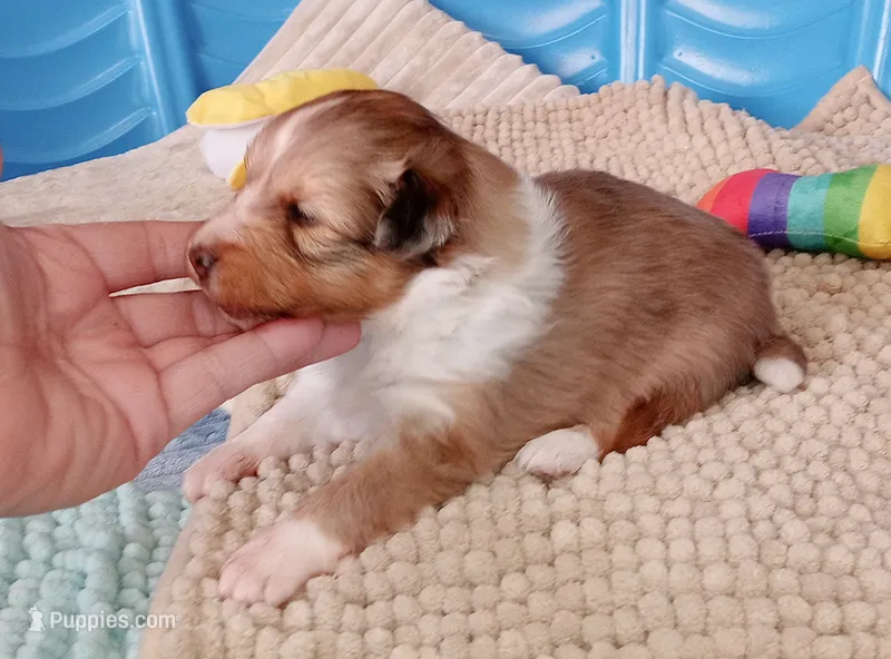 Clemente – Shetland Sheepdog puppy for sale in Aliquippa, PA