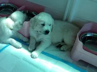 King, a male English Cream Golden Retriever for sale in Aliquippa, PA – 5 of 10