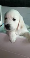 King, a male English Cream Golden Retriever for sale in Aliquippa, PA – 2 of 10
