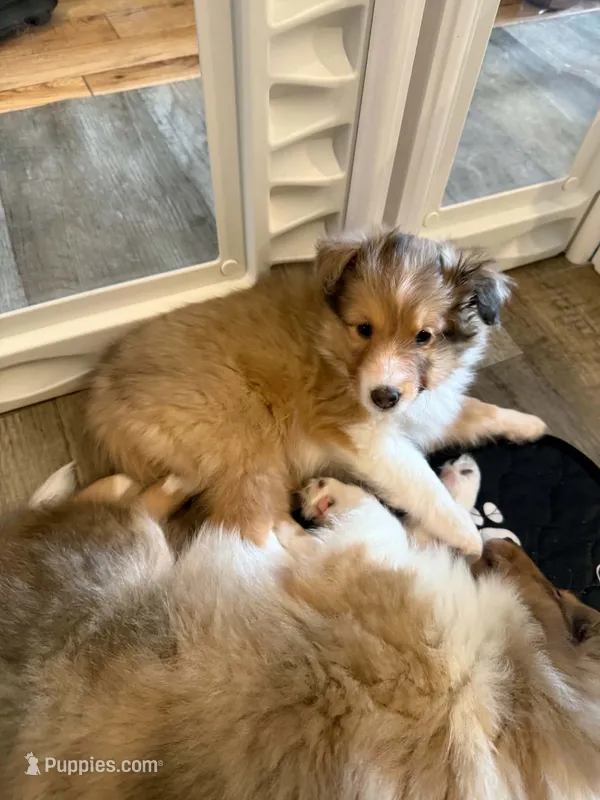 Clemente – Shetland Sheepdog puppy for sale in Aliquippa, PA