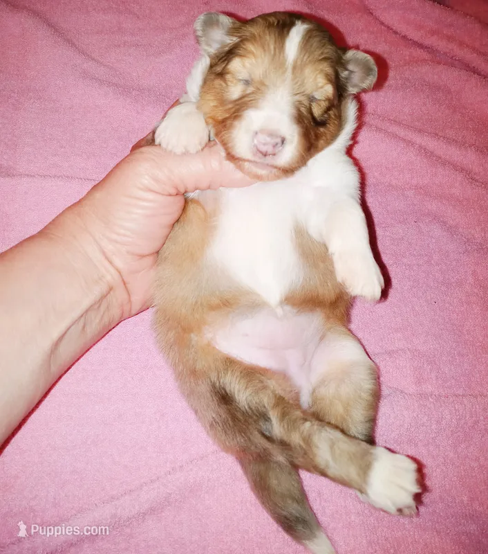 Charlotte – Shetland Sheepdog puppy for sale in Aliquippa, PA