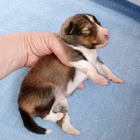 Gilligan, a male Shetland Sheepdog for sale in Aliquippa, PA – 3 of 7