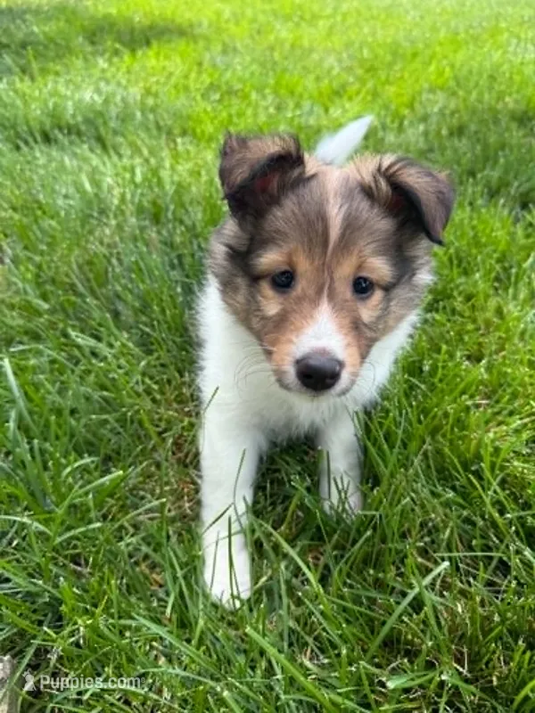 Coral – Shetland Sheepdog puppy for sale in Aliquippa, PA