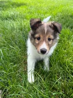 Coral, a female Shetland Sheepdog for sale in Aliquippa, PA – 1 of 10