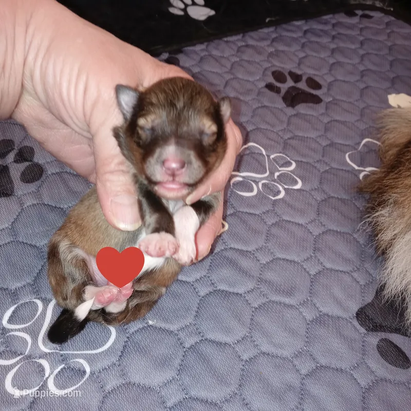 Skipper – Shetland Sheepdog puppy for sale in Aliquippa, PA