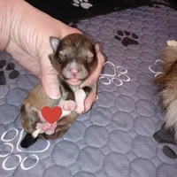 Skipper, a female Shetland Sheepdog for sale in Aliquippa, PA – 1 of 4