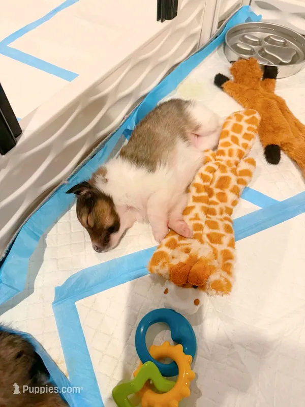 Coral – Shetland Sheepdog puppy for sale in Aliquippa, PA