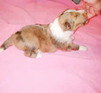 Charlotte, a female Shetland Sheepdog for sale in Aliquippa, PA – 2 of 5