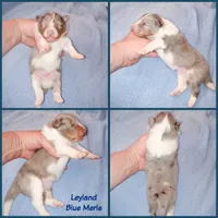Leyland, a male Shetland Sheepdog for sale in Aliquippa, PA – 5 of 5