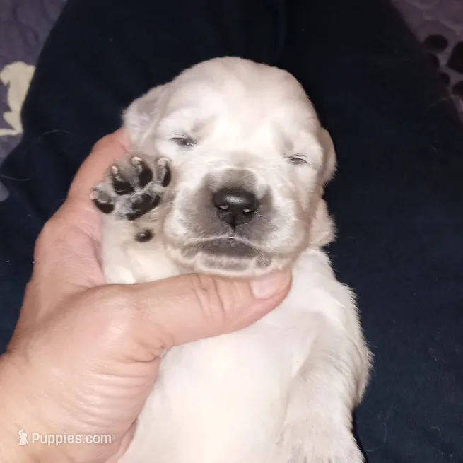 Rook – English Cream Golden Retriever puppy for sale in Aliquippa, PA