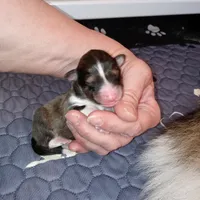 Gilligan, a male Shetland Sheepdog for sale in Aliquippa, PA – 3 of 7