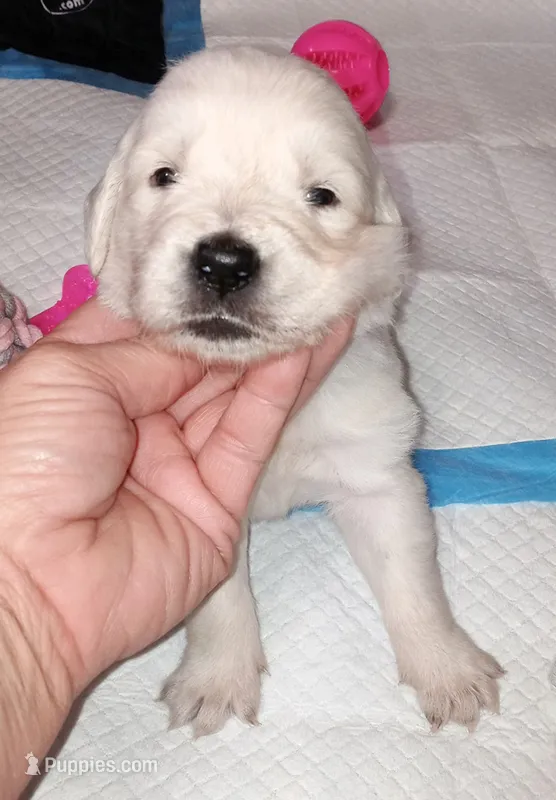 Queen – English Cream Golden Retriever puppy for sale in Aliquippa, PA