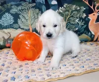 Gambit, a male English Cream Golden Retriever for sale in Aliquippa, PA – 10 of 10