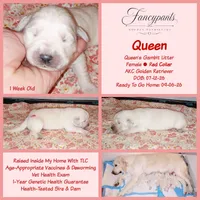Queen, a female English Cream Golden Retriever for sale in Aliquippa, PA – 1 of 1