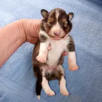Gilligan, a male Shetland Sheepdog for sale in Aliquippa, PA – 1 of 7