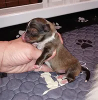 Tsunami, a female Shetland Sheepdog for sale in Aliquippa, PA – 3 of 5