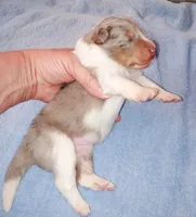 Leyland, a male Shetland Sheepdog for sale in Aliquippa, PA – 2 of 5