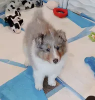 Leyland, a male Shetland Sheepdog for sale in Aliquippa, PA – 3 of 10