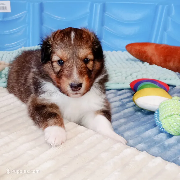 Dover – Shetland Sheepdog puppy for sale in Aliquippa, PA