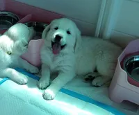 King, a male English Cream Golden Retriever for sale in Aliquippa, PA – 6 of 10