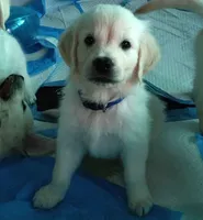 Bishop, a male English Cream Golden Retriever for sale in Aliquippa, PA – 3 of 8