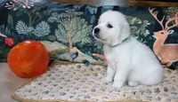 Knight, a male English Cream Golden Retriever for sale in Aliquippa, PA – 10 of 10