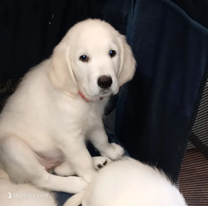 Queen – English Cream Golden Retriever puppy for sale in Aliquippa, PA