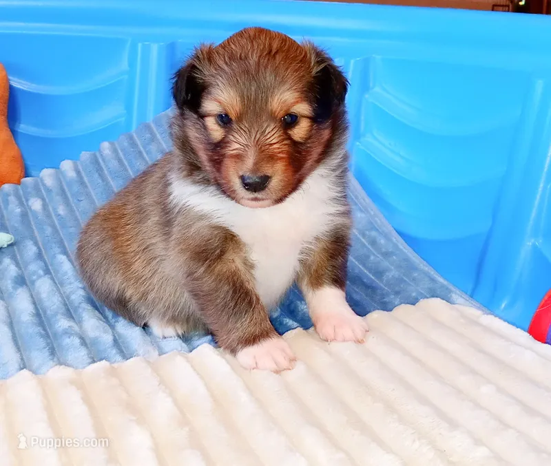 Skipper – Shetland Sheepdog puppy for sale in Aliquippa, PA