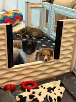 Bristol, a female Shetland Sheepdog for sale in Aliquippa, PA – 2 of 10