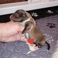 Tsunami, a female Shetland Sheepdog for sale in Aliquippa, PA – 4 of 5