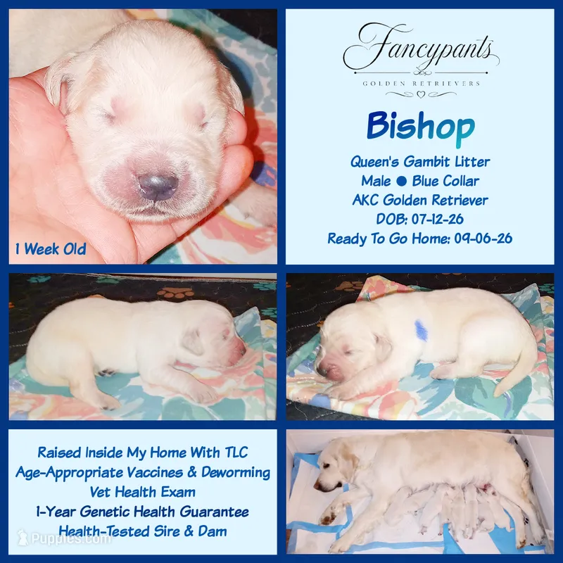 Bishop – English Cream Golden Retriever puppy for sale in Aliquippa, PA