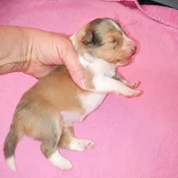 Clemente, a female Shetland Sheepdog for sale in Aliquippa, PA – 3 of 6