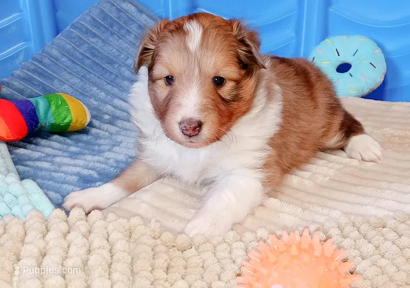 Charlotte – Shetland Sheepdog puppy for sale in Aliquippa, PA