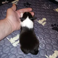Bristol, a female Shetland Sheepdog for sale in Aliquippa, PA – 4 of 4