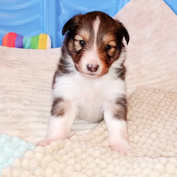 Gilligan – Shetland Sheepdog puppy for sale in Aliquippa, PA