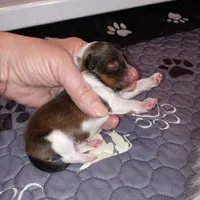 Marina, a female Shetland Sheepdog for sale in Aliquippa, PA – 2 of 5